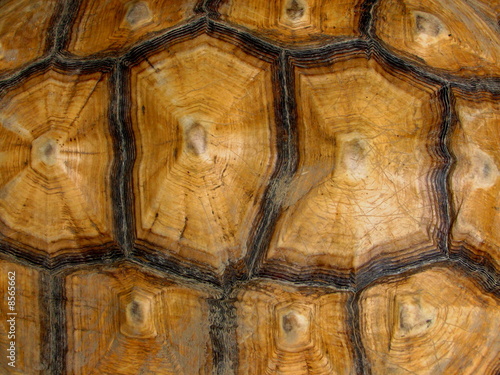 Tortoise Shell Pattern