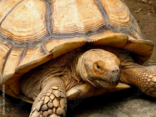 Big Tortoise at Manila Zoo