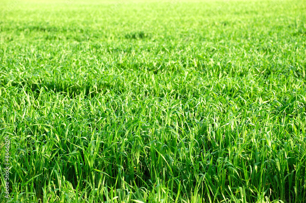 green grass green grass