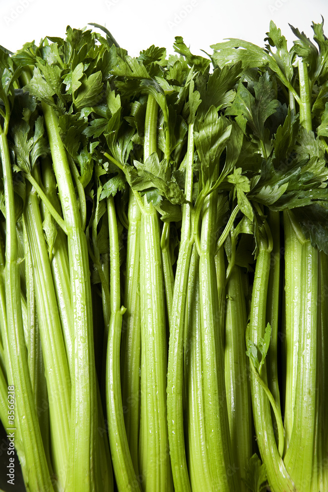 Fototapeta premium Celery