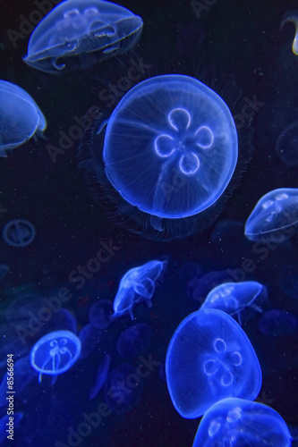 underwater image of jellyfishes #8566694