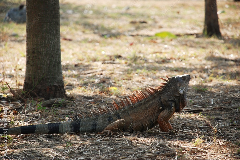 iguana colombiana iguana colombiana