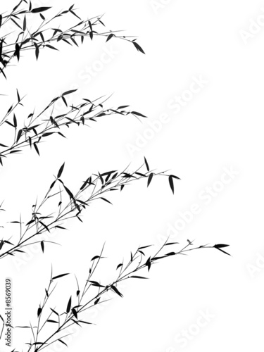 Bamboo Branches and Leaves
