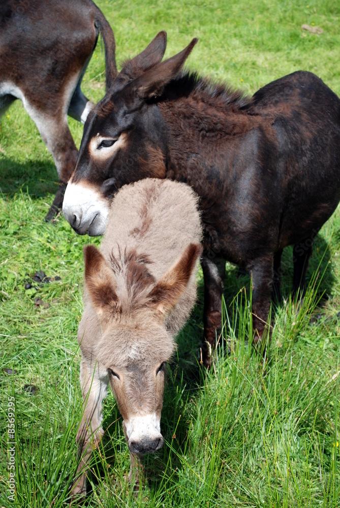 Fototapeta premium Mother and baby donkeys