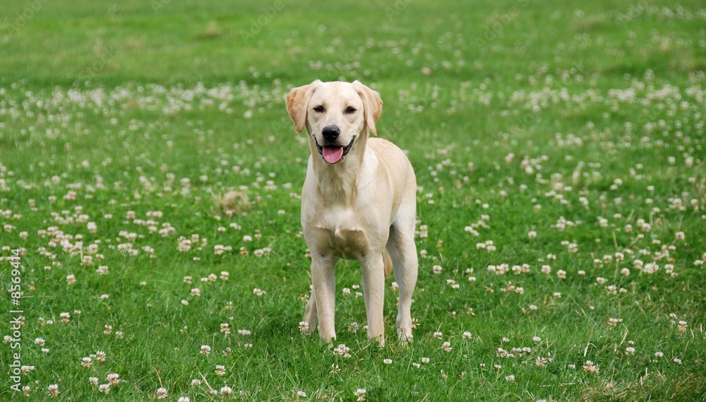 cute labrador puppy