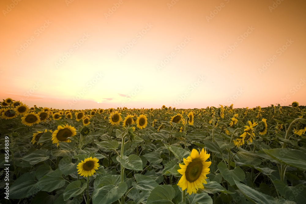 Obraz premium Sunflower