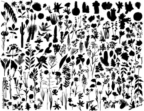 biggest collection of vector plants