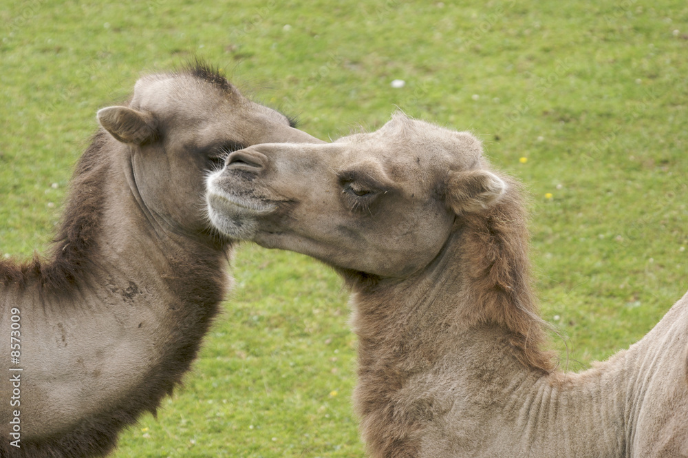 Fototapeta premium Bactrian Camel