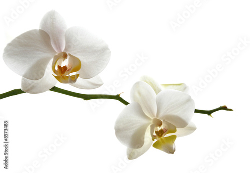 Weisse Orchidee Zweig