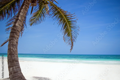 Fototapeta Naklejka Na Ścianę i Meble -  palm tree on a beach