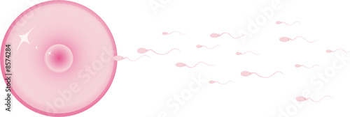 Ovule 2