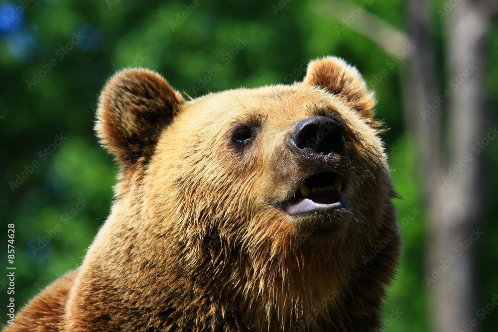 Fototapeta premium braunbär