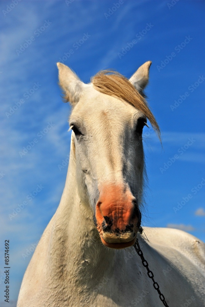 Obraz premium Beautiful white horse