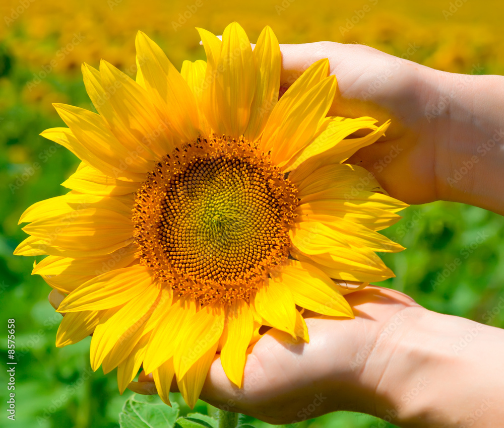 Fototapeta premium Sunflower in female hands