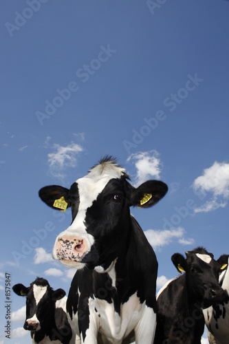 Black and white cows against bright blue sky