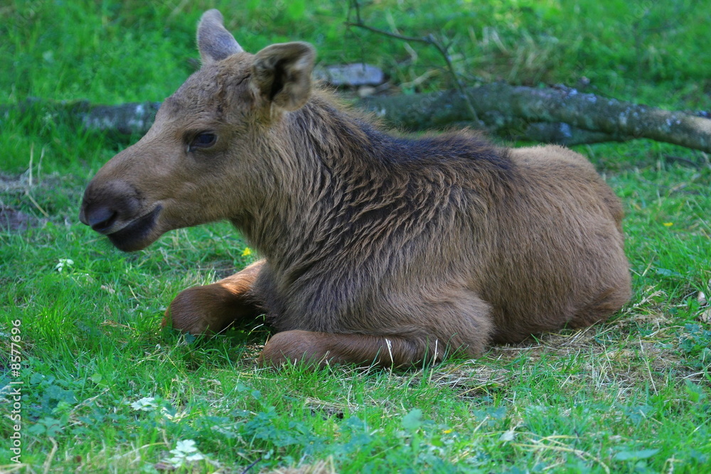 Fototapeta premium elchkalb