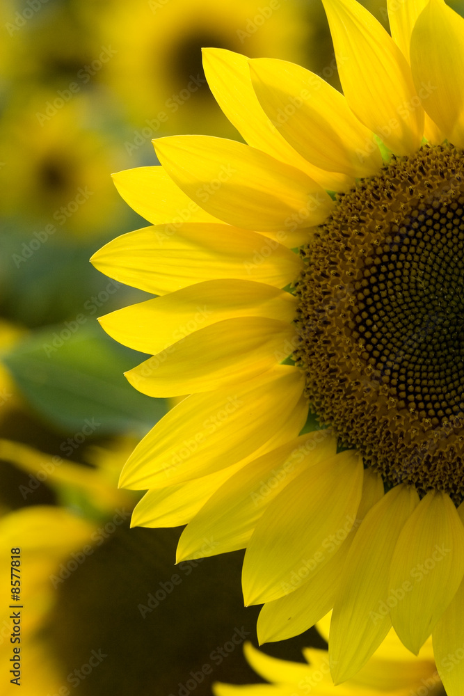 Naklejka premium Sunflower