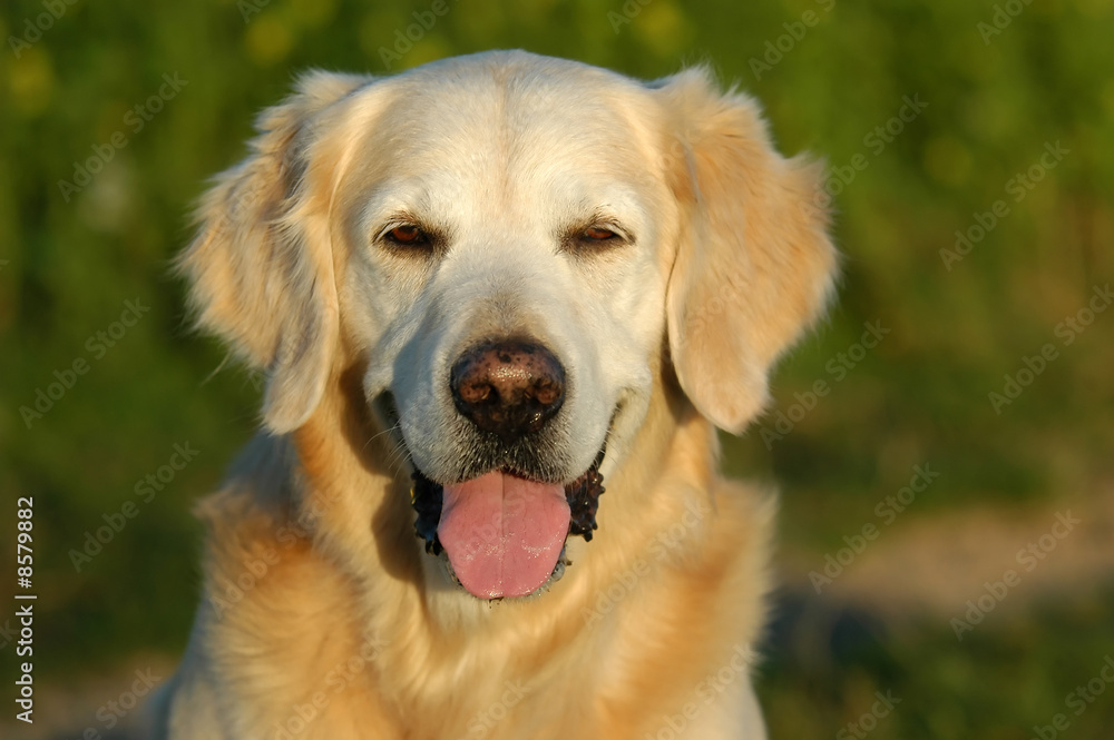 HundeportraitGolden Retriever