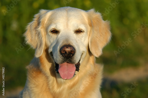 HundeportraitGolden Retriever