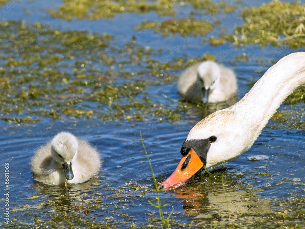Fototapeta premium Swan family swimming at the water