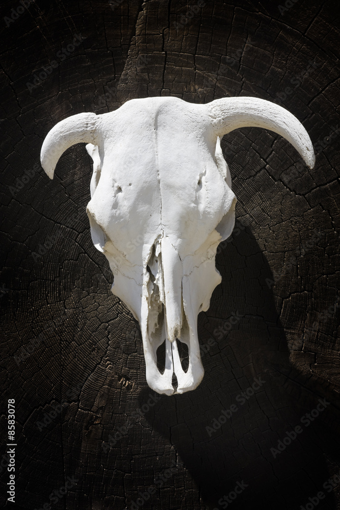 Skeleton bull head. Skeleton bull head.