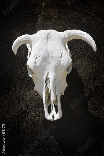 Skeleton bull head. © Stephane BENITO
