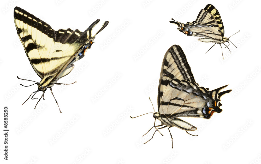 Fototapeta premium Western Tiger Swallowtail butterfly