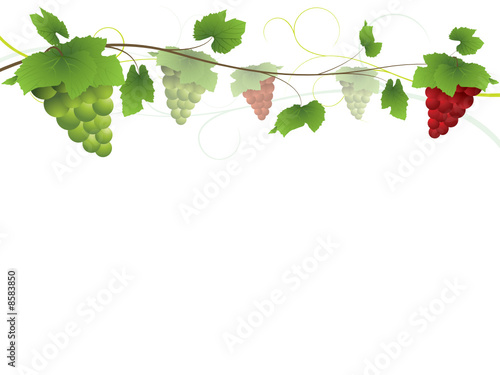 Grapevine