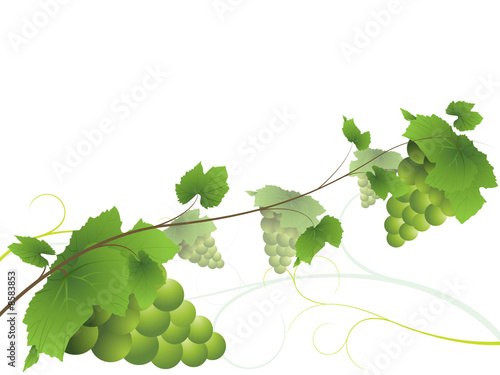 Grapevine