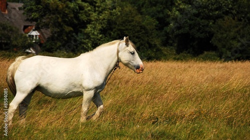 white horse walking along
