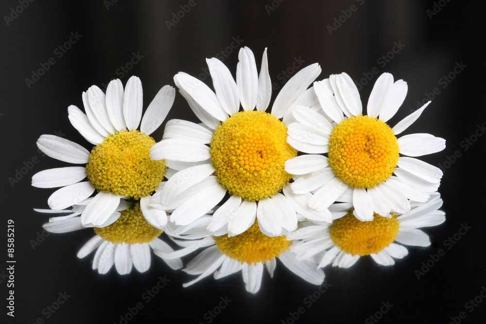 Chamomile blossoms