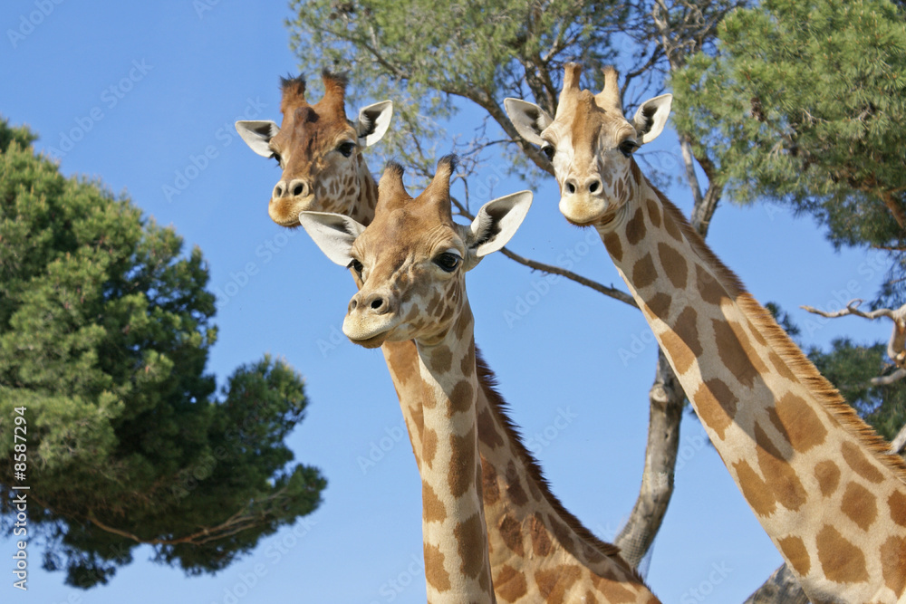 Fototapeta premium les trois girafes