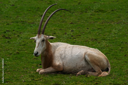 Scimitar horned Oryx photo