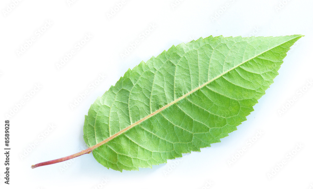 Obraz premium green leaf