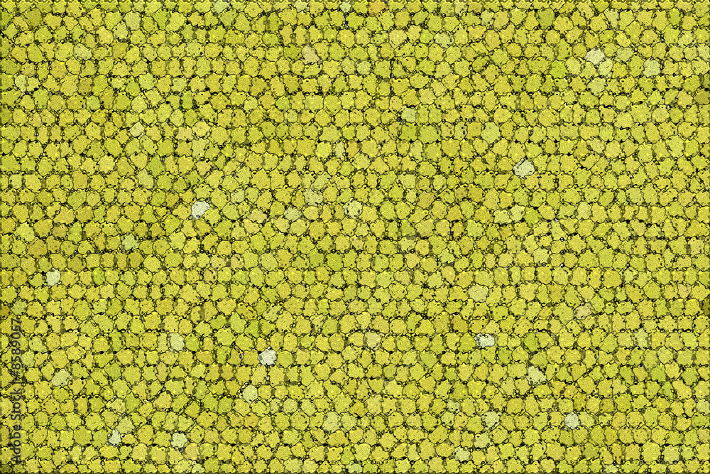 gras gras