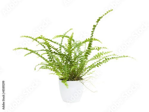 small maidenhair fern (Adiantum) in a white pot, isolated