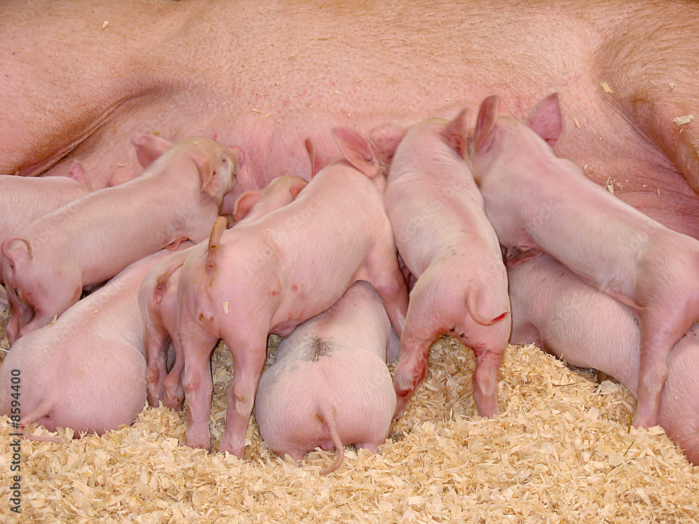 Hungry Piglets Hungry Piglets
