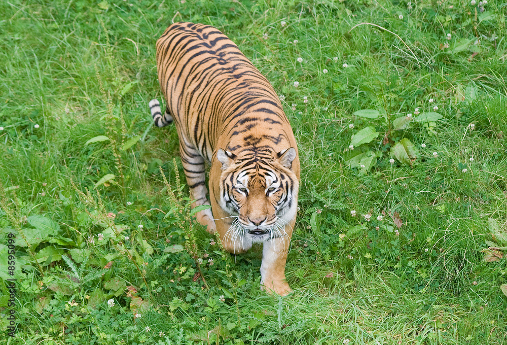 Fototapeta premium tigre en chasse