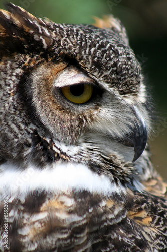 Great Horned Owl side closeup