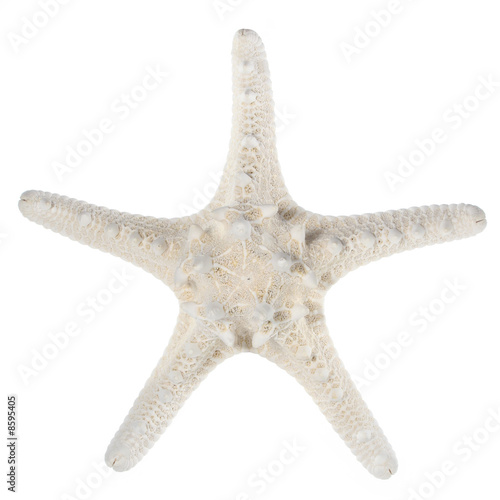 White Knobby Armored Starfish