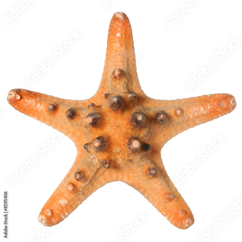Red Knobby Armored Starfish