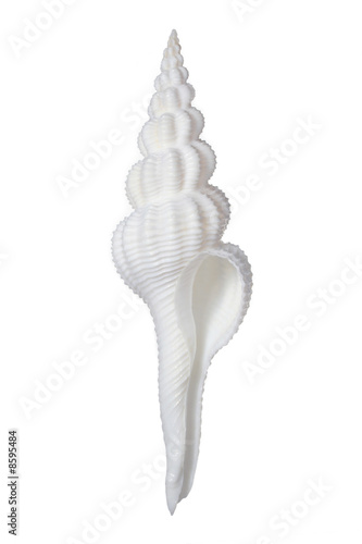 Fusinus Spiral Shell isolated on white