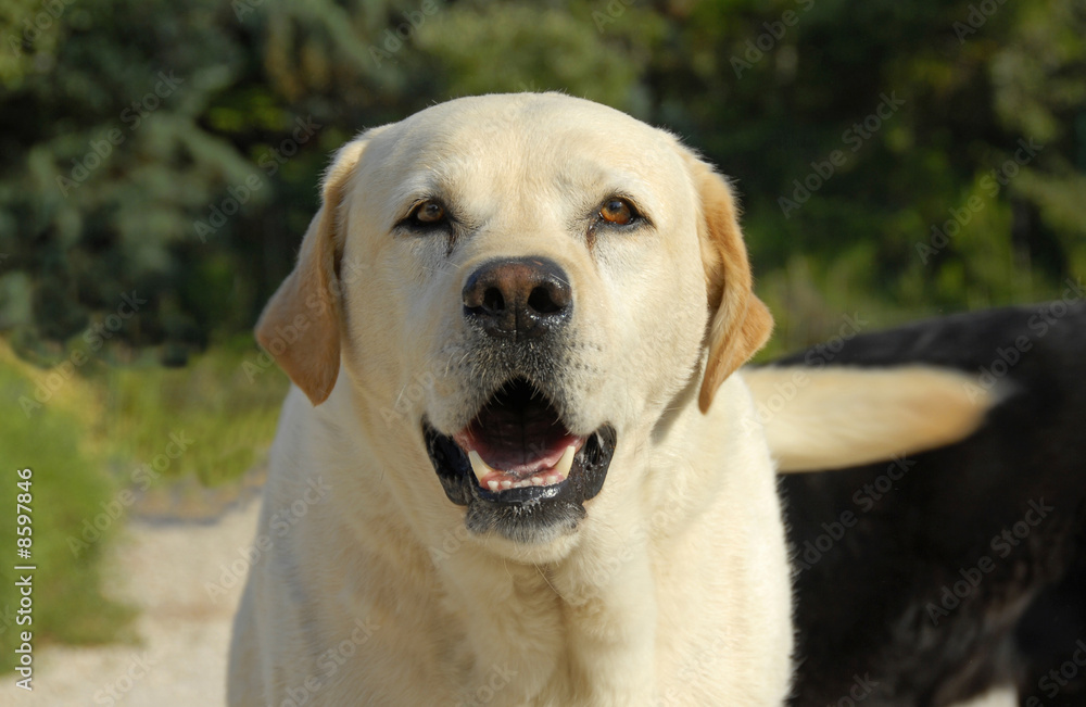 portrait de labrador