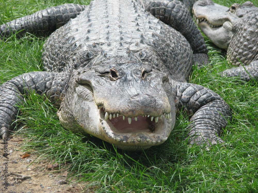 Naklejka premium Crocodile 1