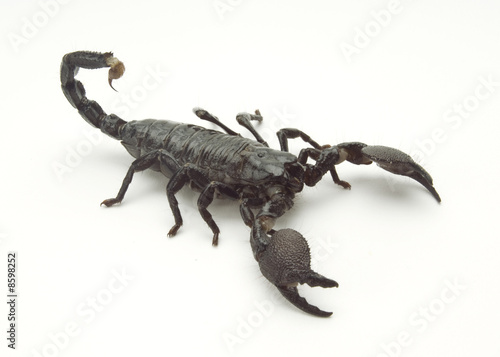 Scorpion Isomorphic