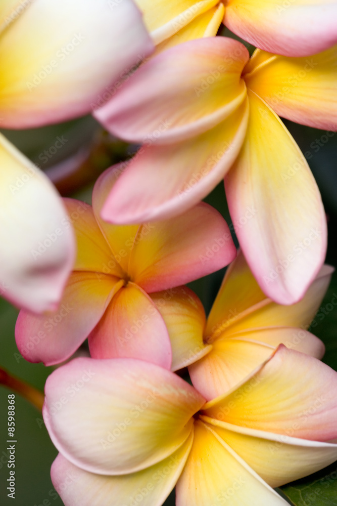 Obraz premium Plumerias