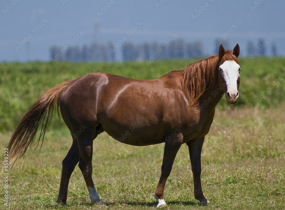 Obraz premium White Face