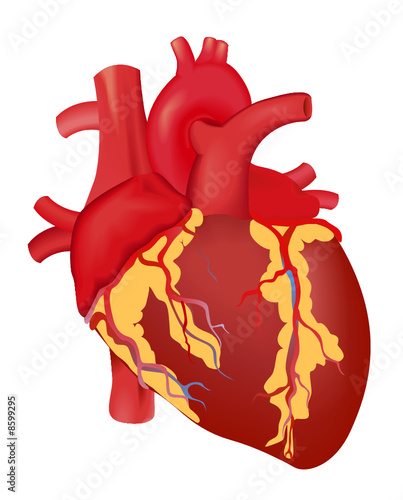 Human Heart
