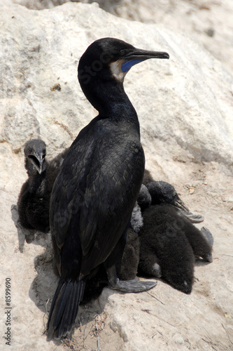 Brandt's cormorants during mating season on the monterey peninsu