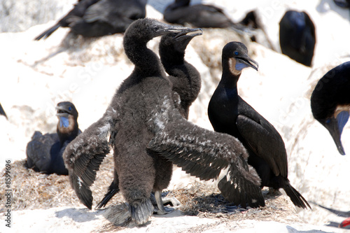 Brandt's cormorants during mating season on the monterey peninsu